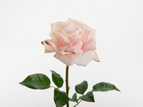 ROSE LADY REALITY BLANCHE ET BORD ROSE- H65