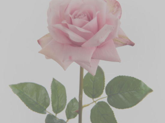 ROSE LADY REALITY ROSE - H65 