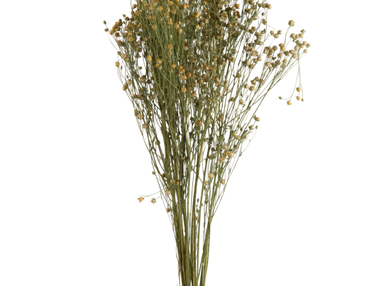 BOTTE FLEURS DE LIN SECHEES - LIN JAUNE