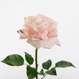 ROSE LADY REALITY BLANCHE ET BORD ROSE- H65