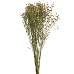 BOTTE FLEURS DE LIN SECHEES - LIN JAUNE